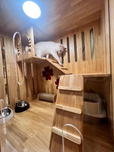 cat hotel hatyai cat only