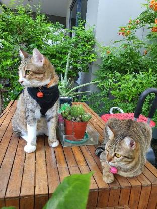 Cat &#039;s Lover Townhouse Suvarnabhumi Airport .