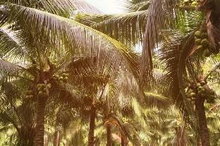 Garden coconut Nature House Air Con1