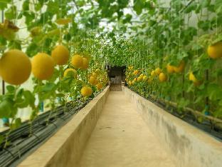 Melon Sky