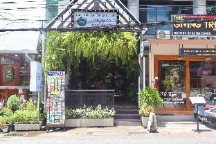 Nimman Forest Hostel